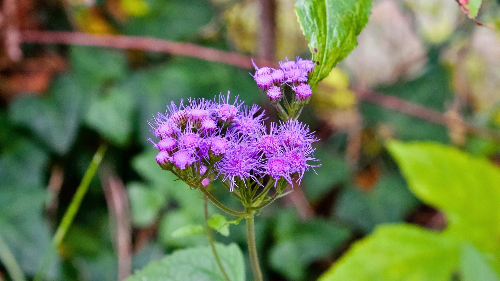 A cluster of vibrant purple, pincushion-like flowers with slender green stems against a verdant background.