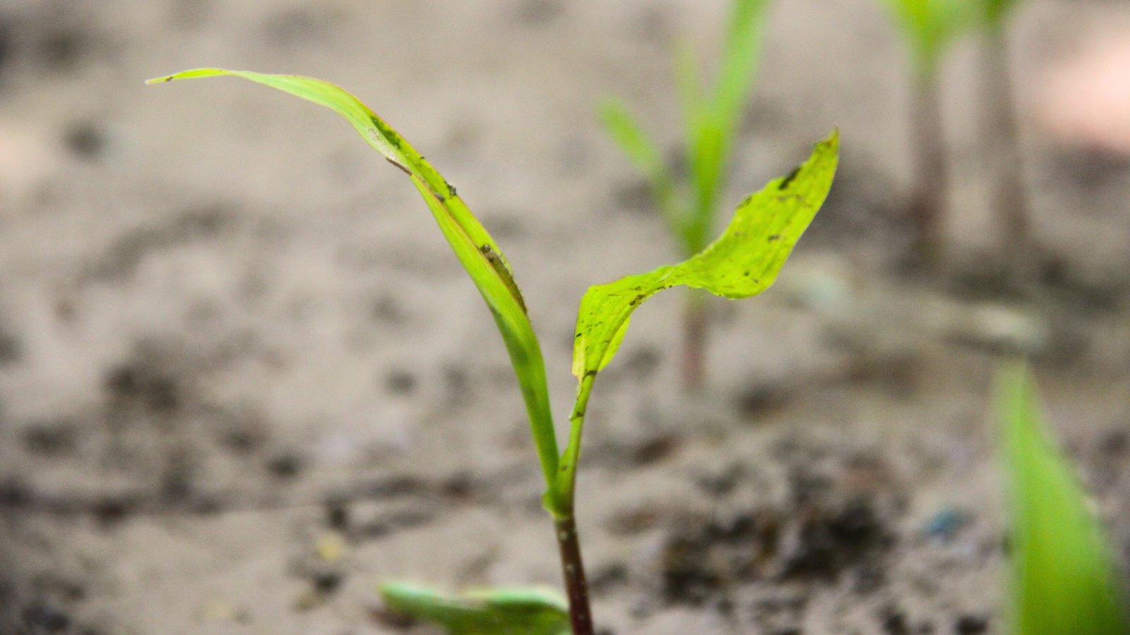Close-up of a rotting seedling with yellowing, wilted leaves and a soft, darkened stem collapsing at the base.