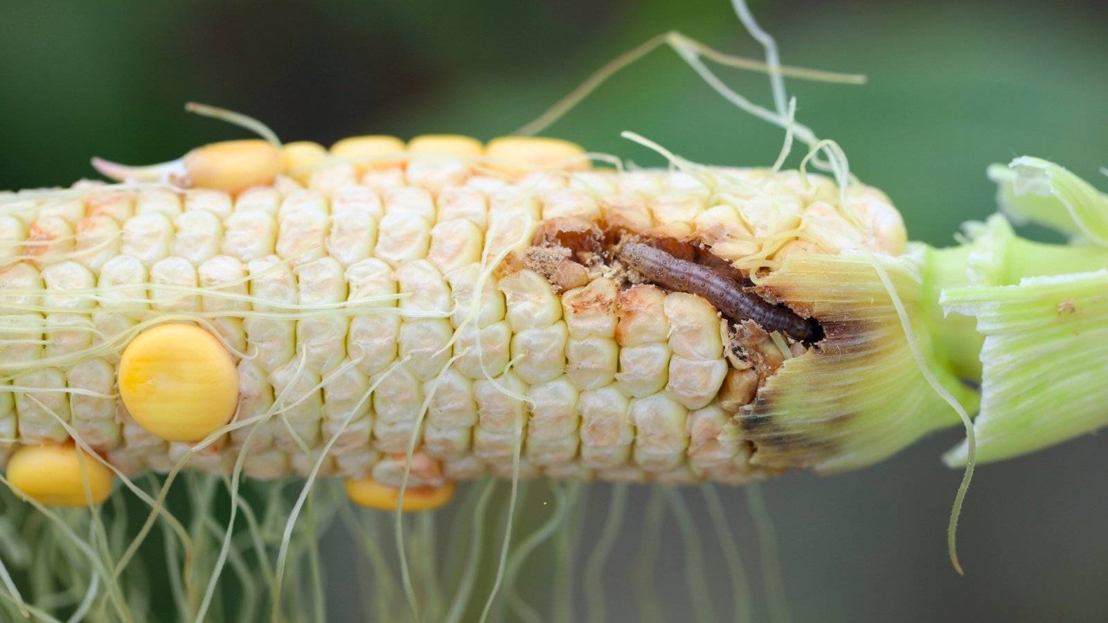 Close-up of an immature corn head without husk, with a small striped corn earworm crawling among pale, underdeveloped kernels.