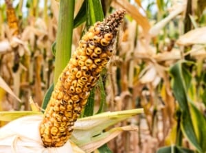 Close up of diseased corn cob with dry open husk showing bright yellow plump kernels rotting with black spots.