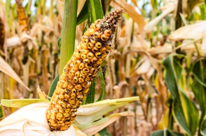 Close up of diseased corn cob with dry open husk showing bright yellow plump kernels rotting with black spots.