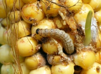 Close-up of corn ears showing ragged kernels damaged by a corn earworm, a plump, striped caterpillar with a brown head that feeds on developing corn.