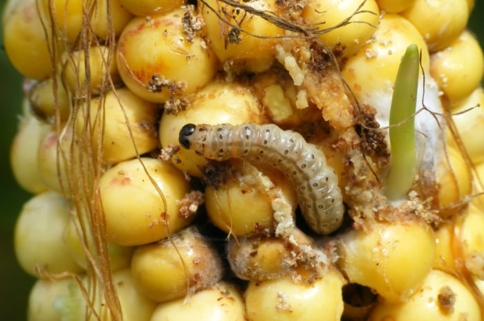 Close-up of corn ears showing ragged kernels damaged by a corn earworm, a plump, striped caterpillar with a brown head that feeds on developing corn.