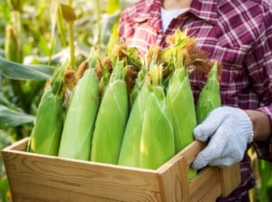 Close-up of a female farmer wearing white gloves and a checkered shirt, holding a wooden box with freshly harvested corn crop, understanding when to harvest corn