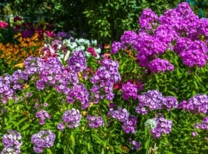 A vibrant cluster of purple blossoms with numerous small, dense petals forms rounded mounds amidst green foliage, typical of cottage garden perennials, with hints of orange and pink flowers in the background.