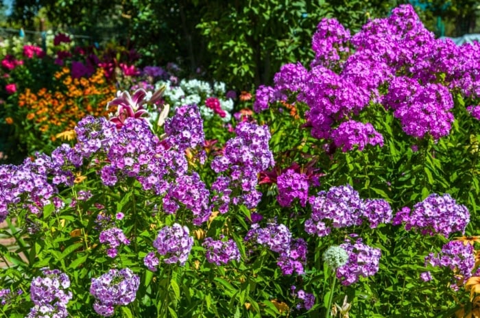 A vibrant cluster of purple blossoms with numerous small, dense petals forms rounded mounds amidst green foliage, typical of cottage garden perennials, with hints of orange and pink flowers in the background.