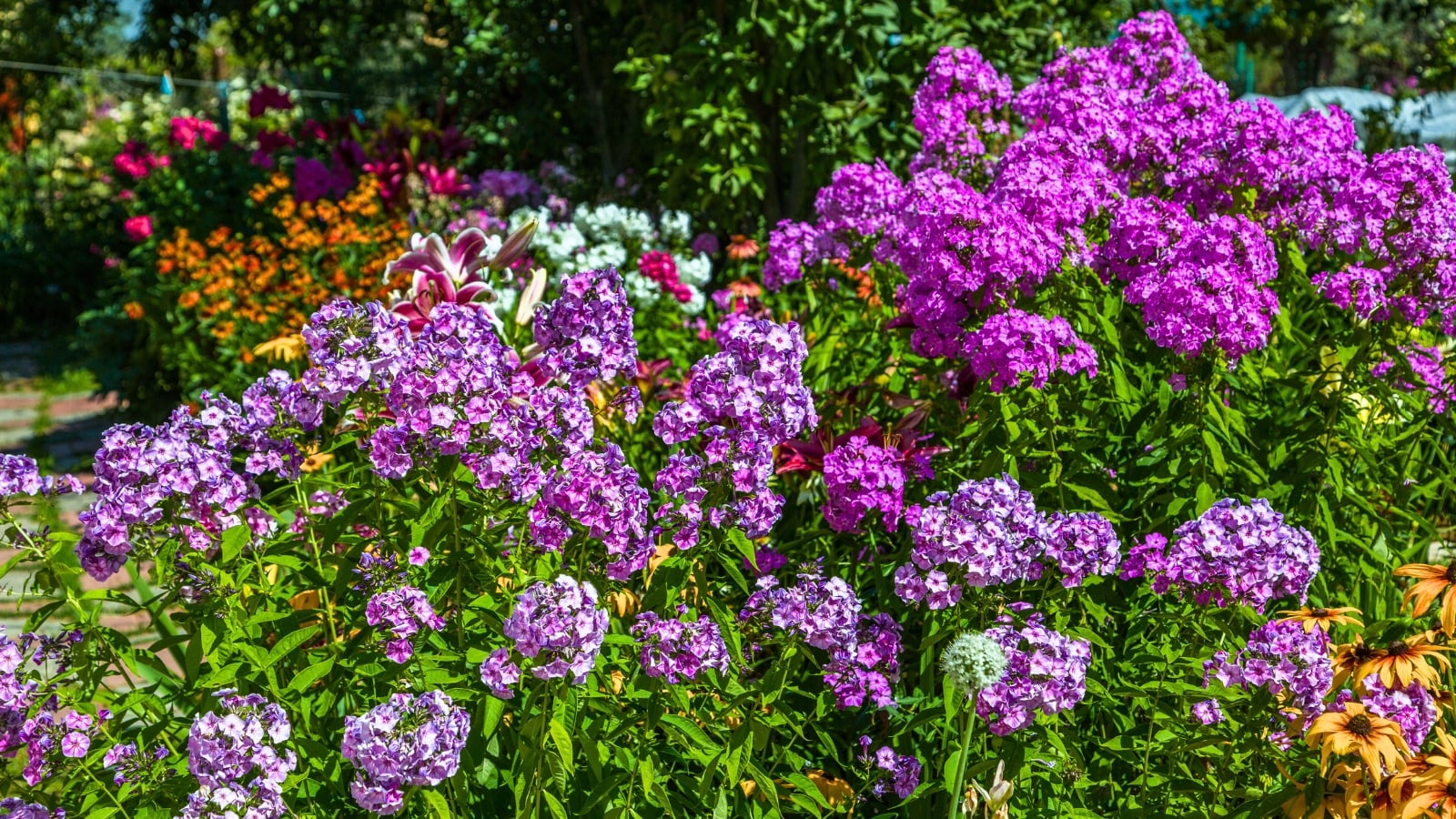 A vibrant cluster of purple blossoms with numerous small, dense petals forms rounded mounds amidst green foliage, typical of cottage garden perennials, with hints of orange and pink flowers in the background.