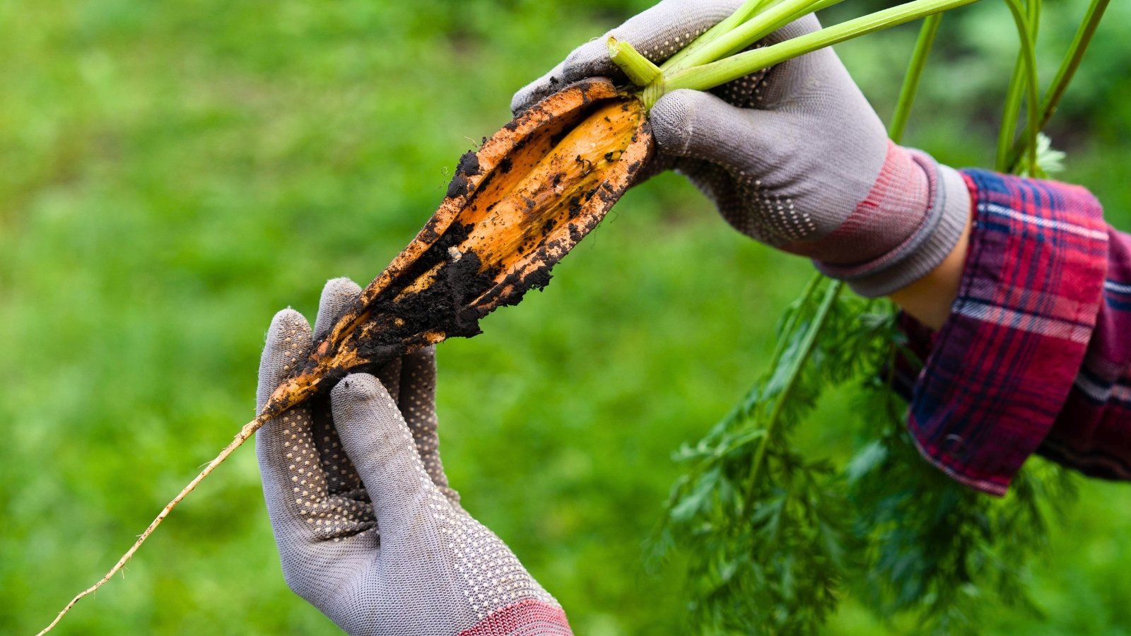 A gardener in grey gloves holds a cracked, split carrot with jagged edges, black soil clinging to its surface, and a tuft of green leaves on top, in the garden.