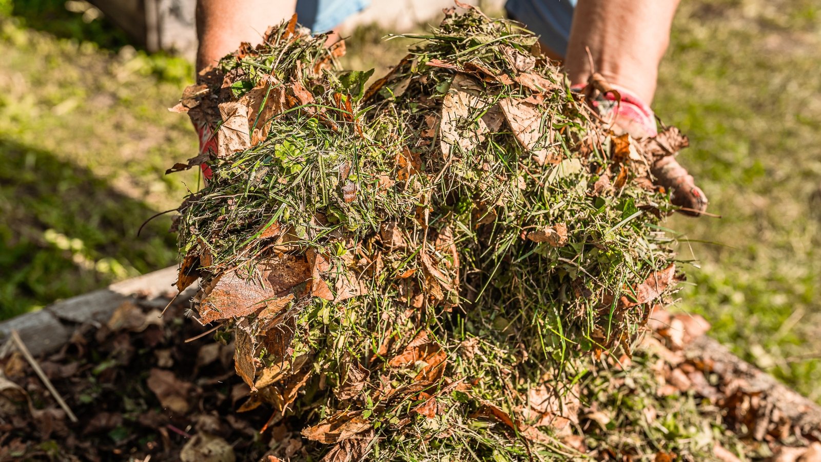 A gardener's hands hold a handful of handmade mulch composed of dried grass clippings and fallen leaves.