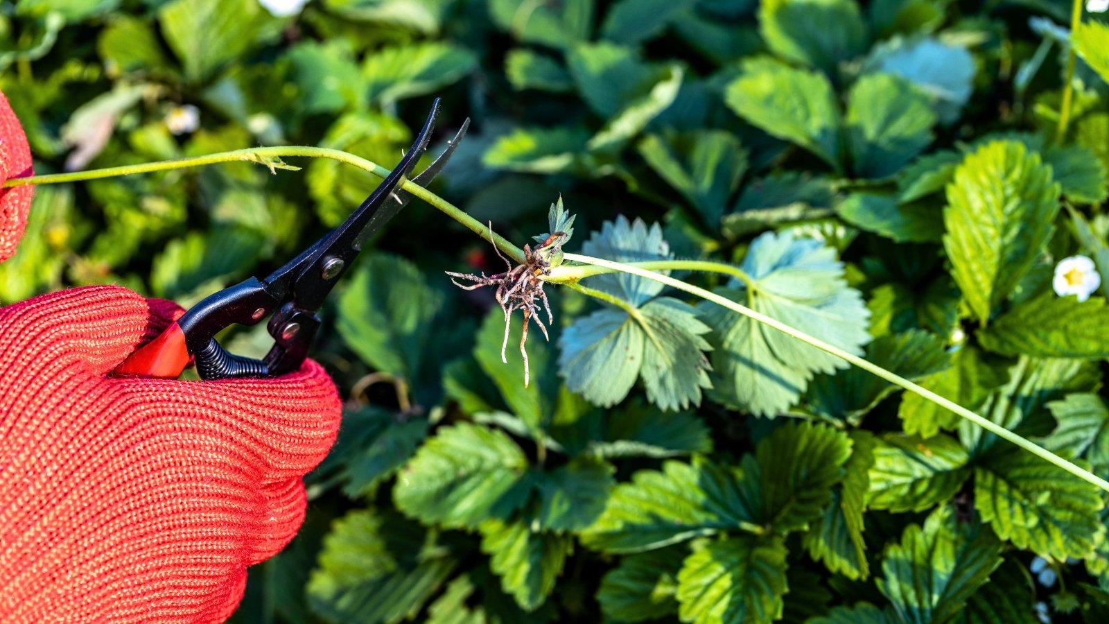 A woman’s gloved hands cutting a thin green strawberry runner with pruning shears.