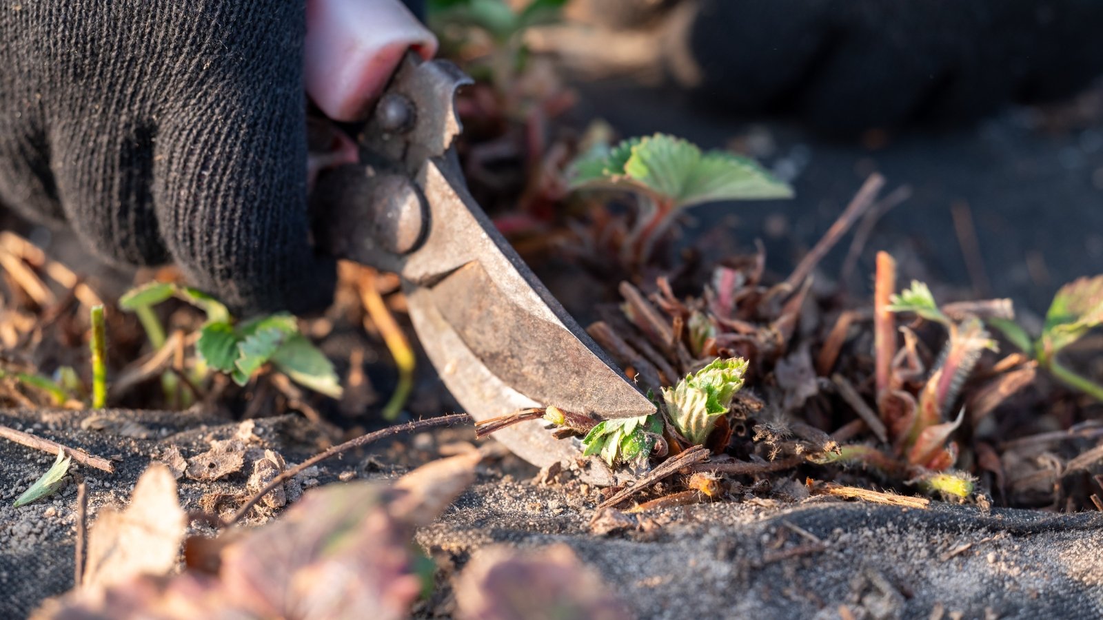 Close-up of a gardener's gloved hand with pruning shears cutting old wilted leaves and stems of a plant close to the soil.