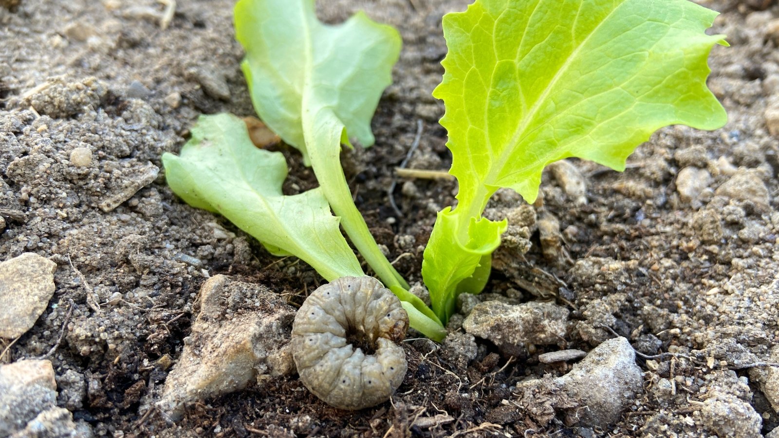 A thick, grayish-brown twisted cutworm with faint stripes lies curled on the soil near a young lettuce rosette with soft green leaves.
