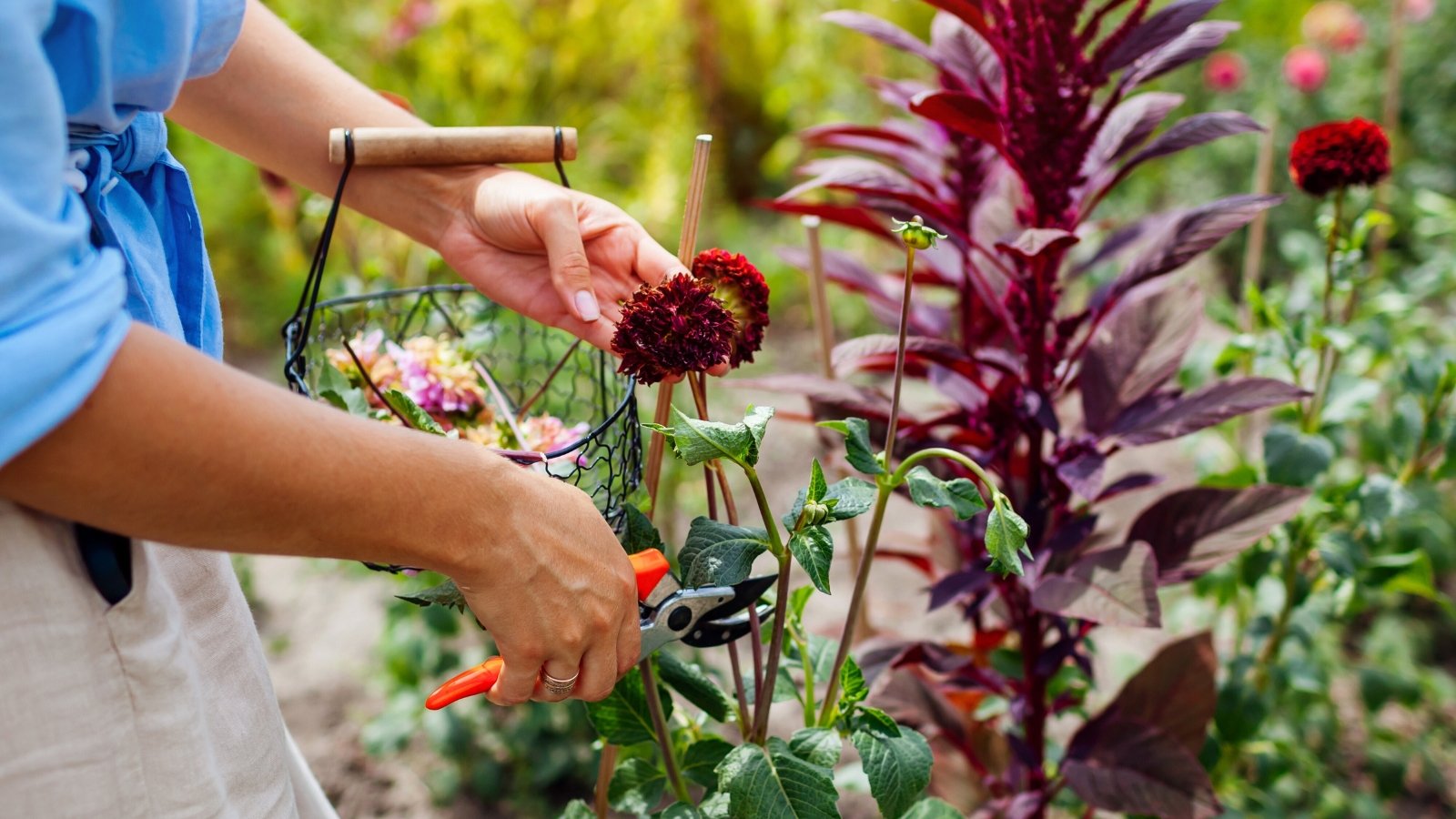 A shot of a person in the process of trimming of spent flowerheads
