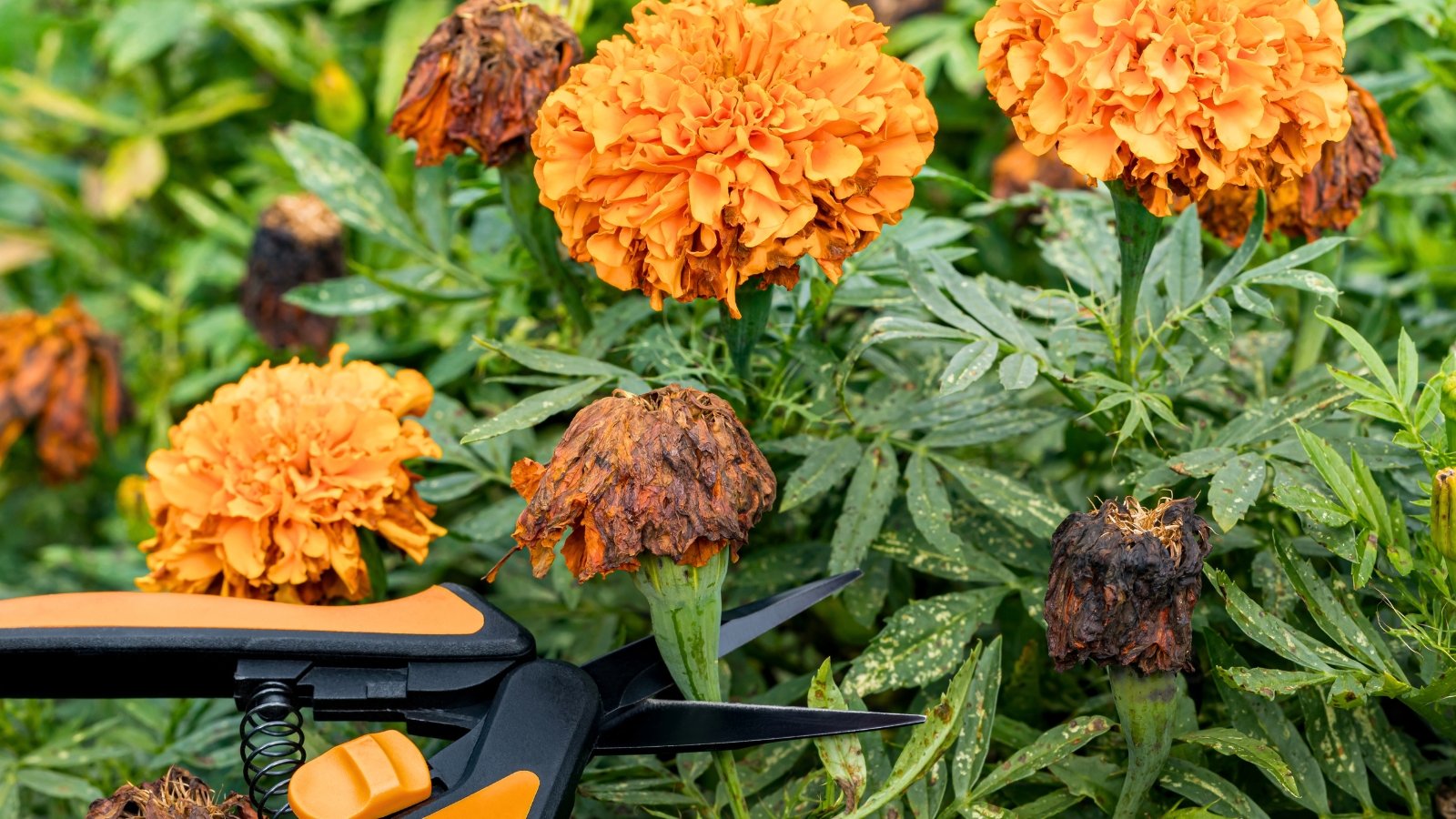 Close-up of a gardener deadheading dried, faded marigold flowers among green foliage using pruning shears.