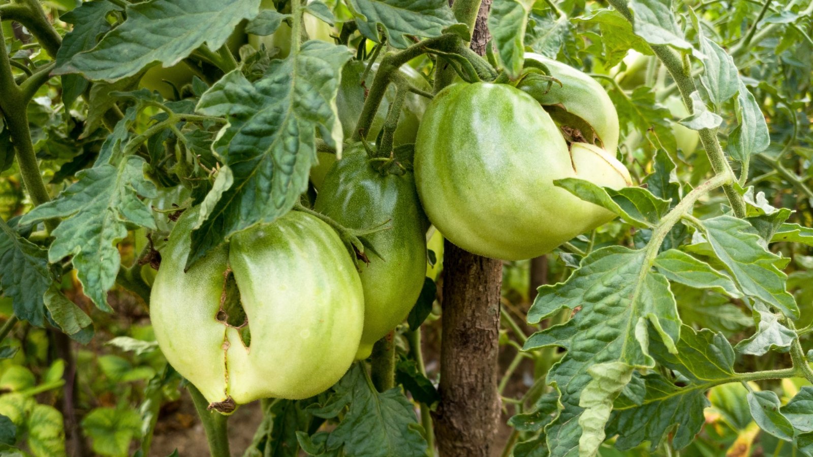 A cluster of large, green, misshapen tomatoes growing on an upright stem among dark green, jagged foliage in a garden.