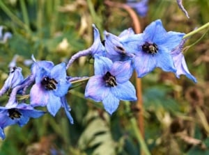 Close up of a delphinium inflorescence wilting due to disease, with blue-purple wilting flowers against a background of rotting stems with dry foliage.