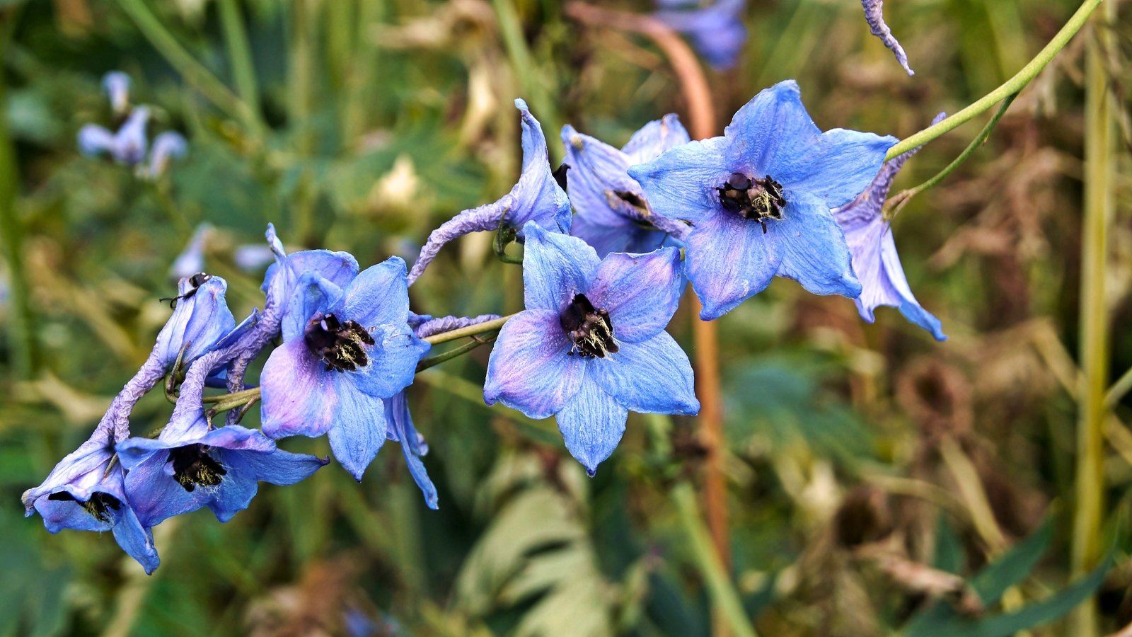 Close up of a delphinium inflorescence wilting due to disease, with blue-purple wilting flowers against a background of rotting stems with dry foliage.