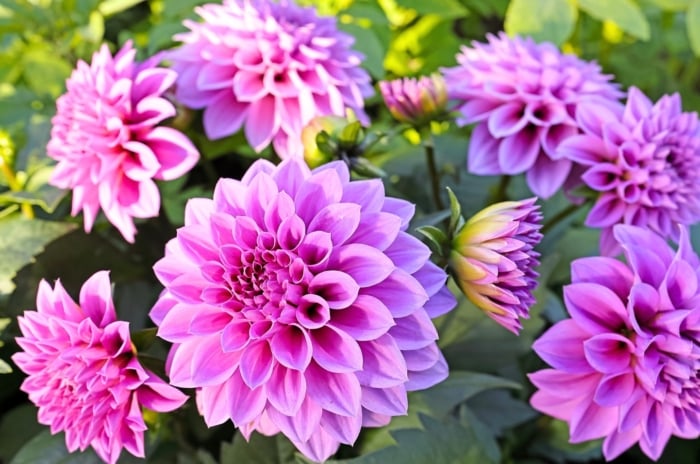 A vibrant array of spherical, multi-petaled blossoms in fuchsia-pink to lavender-purple hues, nestled among dark green foliage, showcasing difficult perennials.