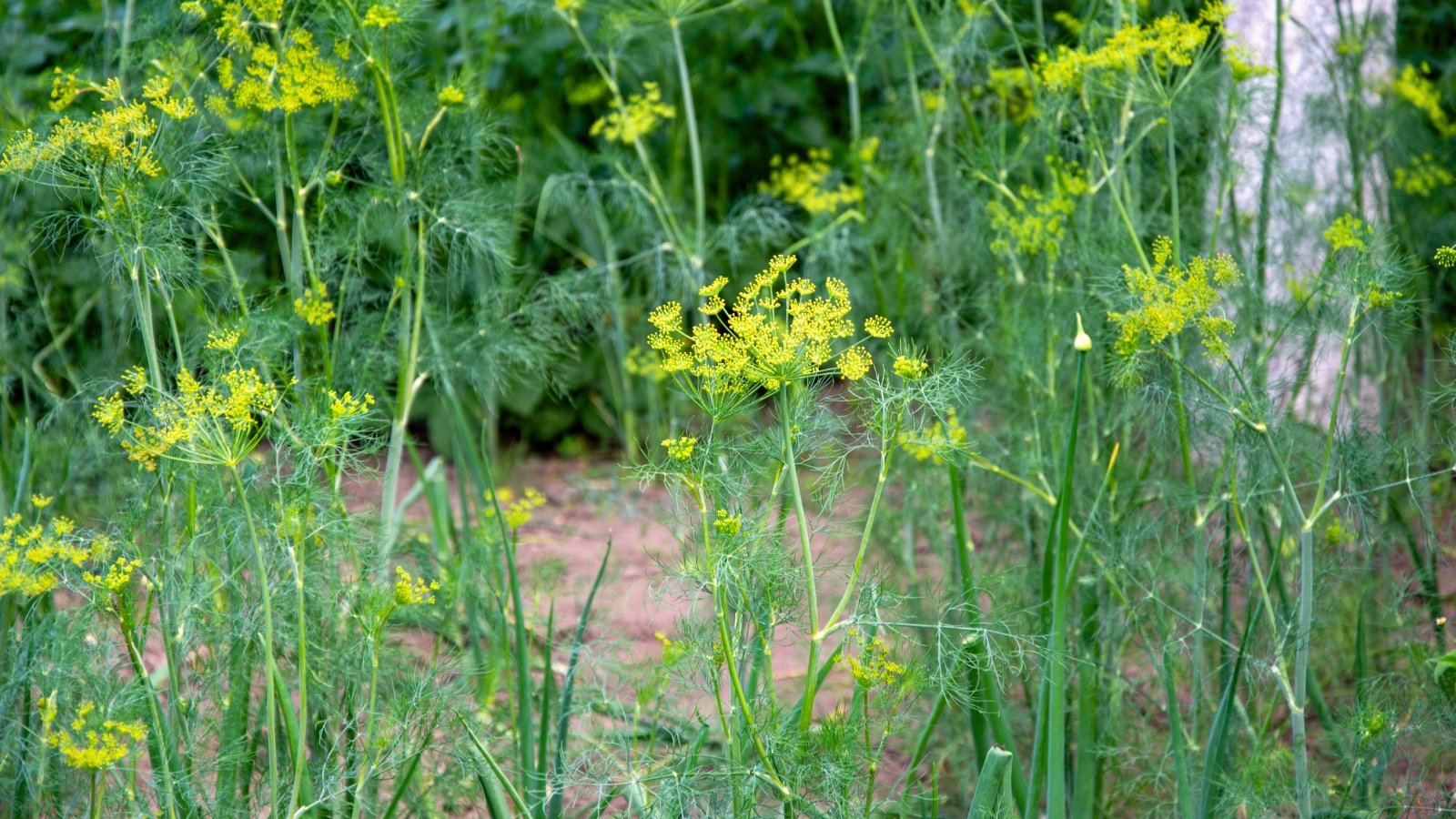 Fine, feathery green foliage topped with yellow, umbrella-like flower heads in full bloom.