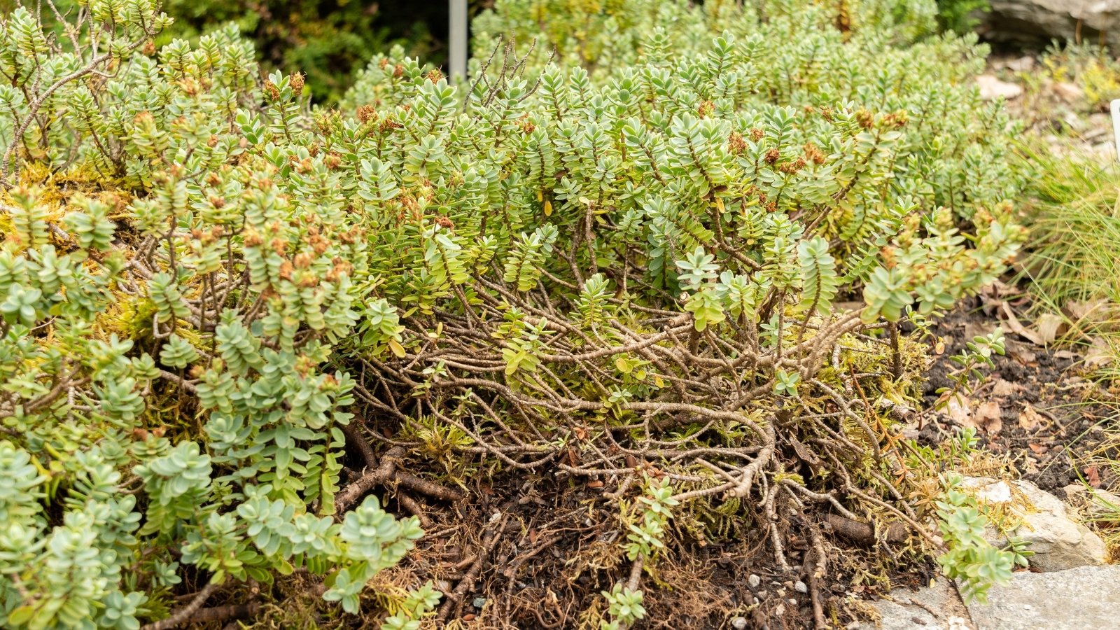 Compact shrub with small, rounded, leathery leaves with slightly yellowing tips densely covering stems in a flower bed.