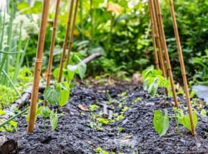Young seedlings of homegrown French beans grow upright with the help of slender bamboo sticks used as DIY plant staking in garden soil.