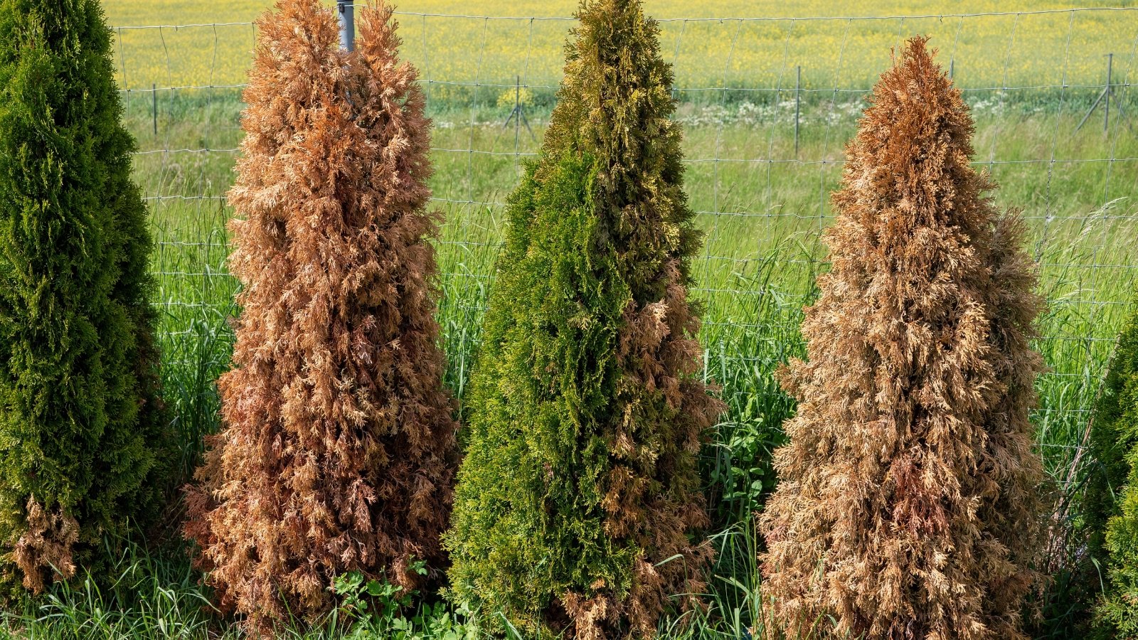 A row of thuja trees displays vibrant green, dense foliage on healthy branches alongside brown, dry, and thinning needles on drought-stressed trees.
