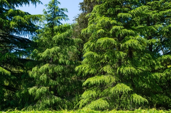 Tall conical drought-tolerant arborvitae alternatives with gently drooping branches and soft, bluish-green needles arranged in dense whorls.