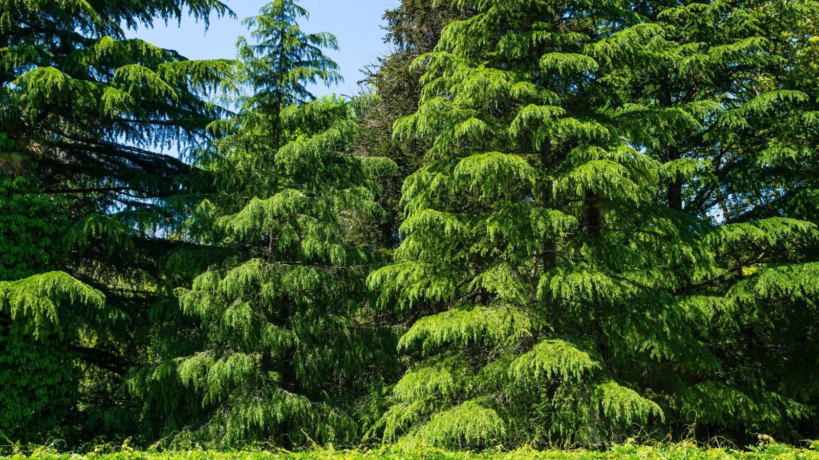 Tall conical drought-tolerant arborvitae alternatives with gently drooping branches and soft, bluish-green needles arranged in dense whorls.