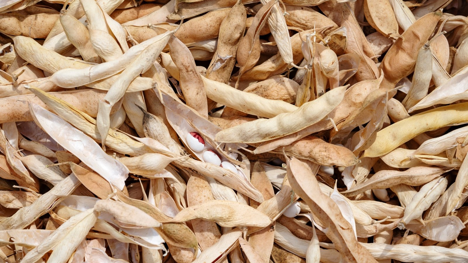 Harvested dry pods with cracked, papery skins reveal mottled beans nestled inside.
