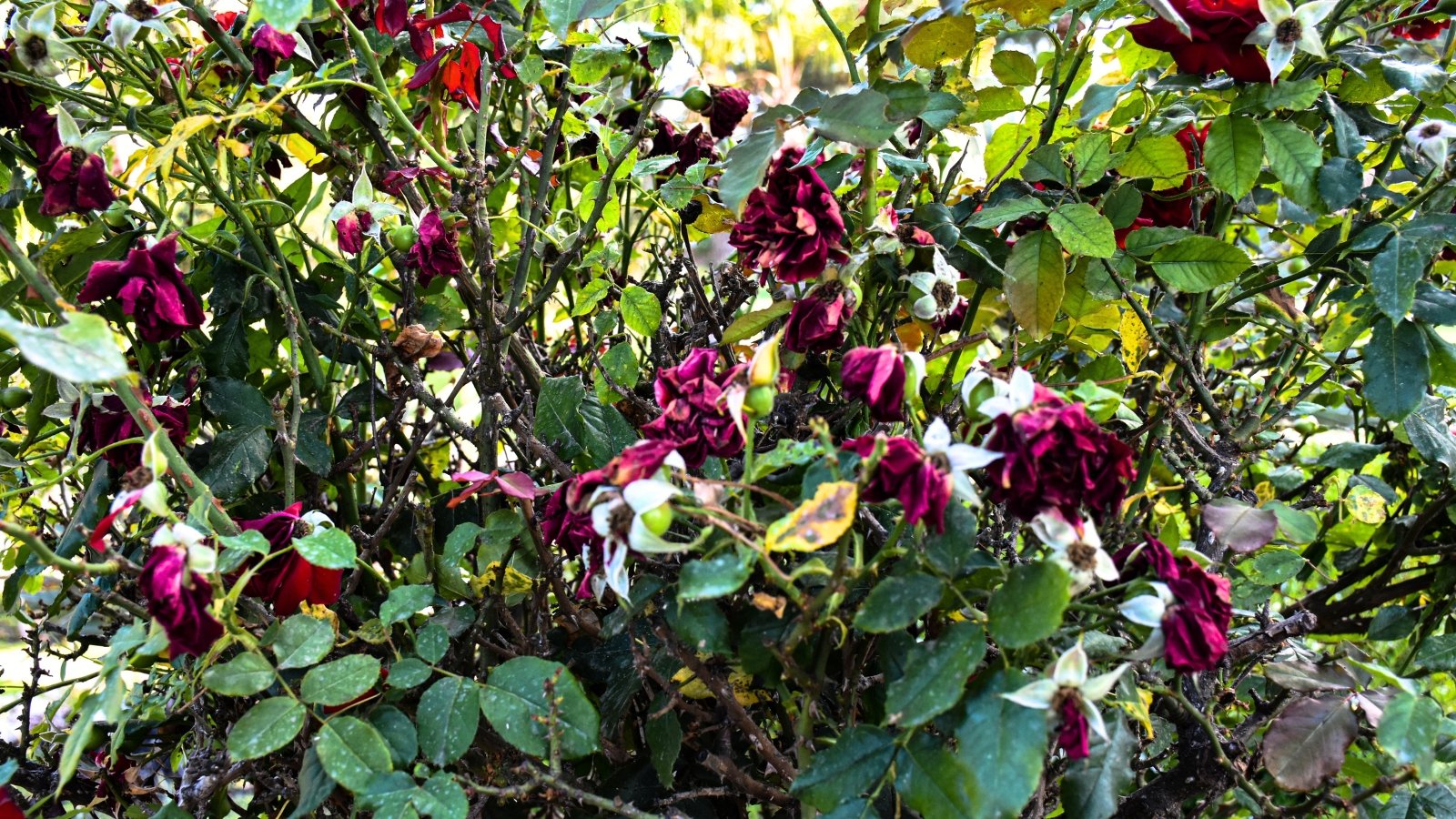 Dying rose bush with drooping green jagged foliage covered with black spots, and large withering rotting flowers of a dark burgundy hue.