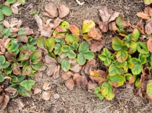 A dying strawberry patch shows wilted, brown leaves scattered on dry soil covered with straw mulch.
