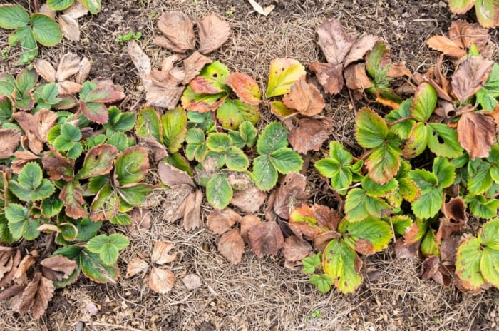A dying strawberry patch shows wilted, brown leaves scattered on dry soil covered with straw mulch.
