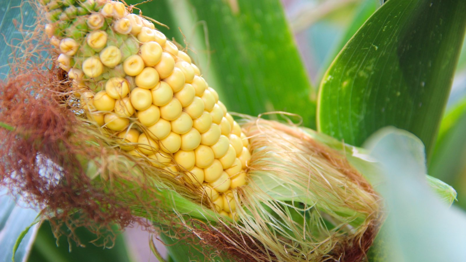 Close-up of a young ear of corn on the plant in the garden, wrapped in green husk with emerging light brown silk among tall green leaves.