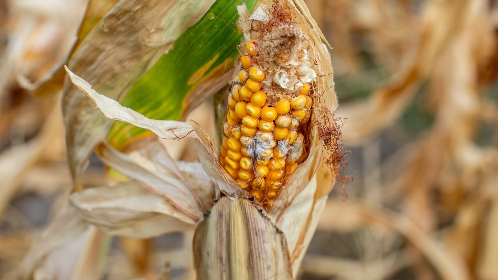 Corn ears with discolored, moldy kernels and white fungal growth between rows, showing signs of ear rots.