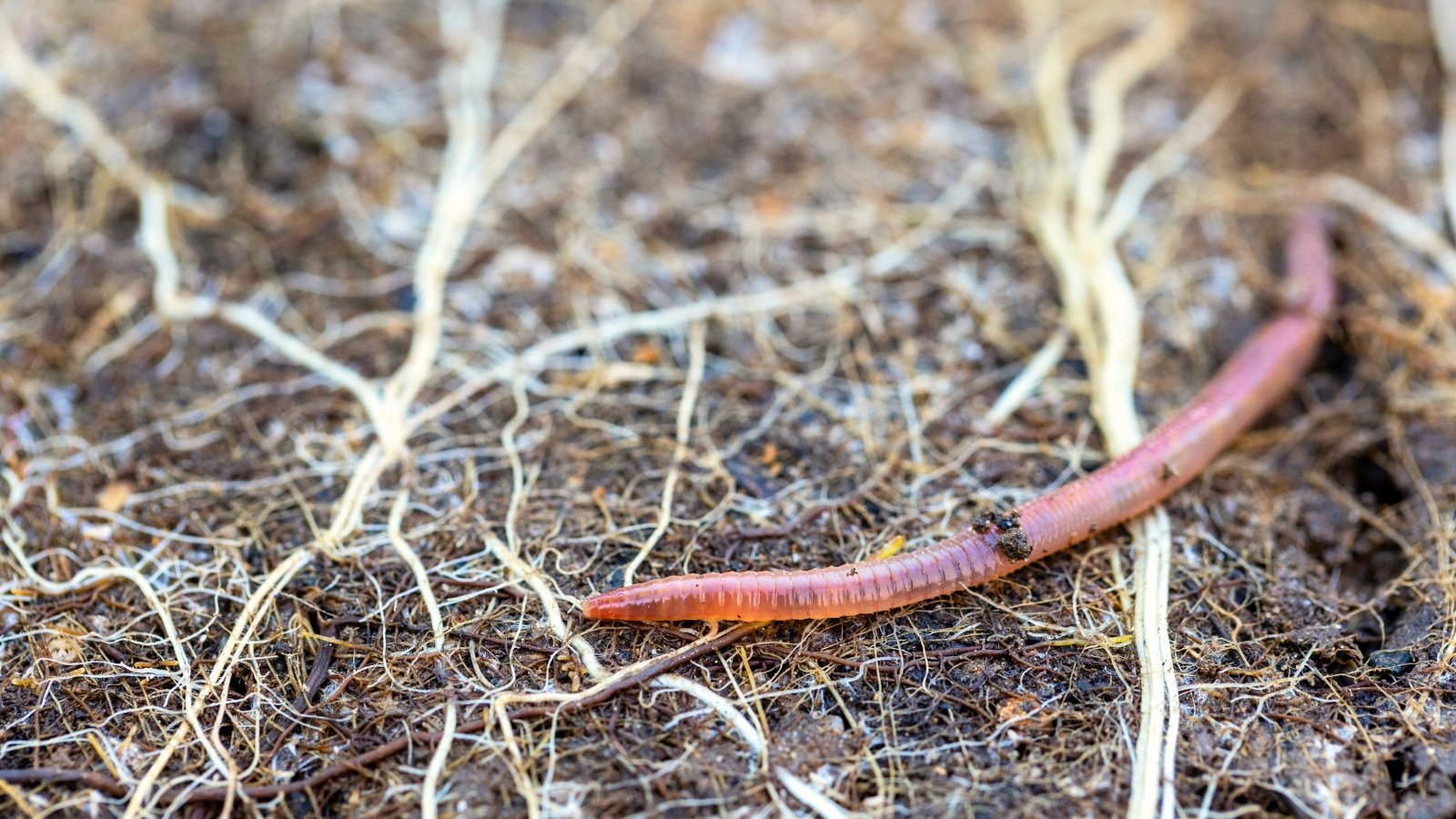 A shiny, segmented earthworm slithers through dark soil and tangled roots.
