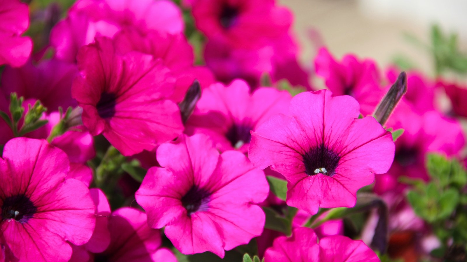 A dense cluster of vibrant reddish-pink trumpet-shaped blossoms with soft, ruffled petals and dark centers, intermingled with green foliage.