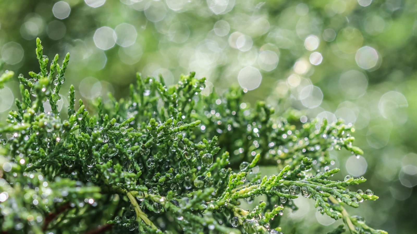 Close-up of evergreen juniper foliage with sharp, scale-like leaves glistening with fresh rain droplets.