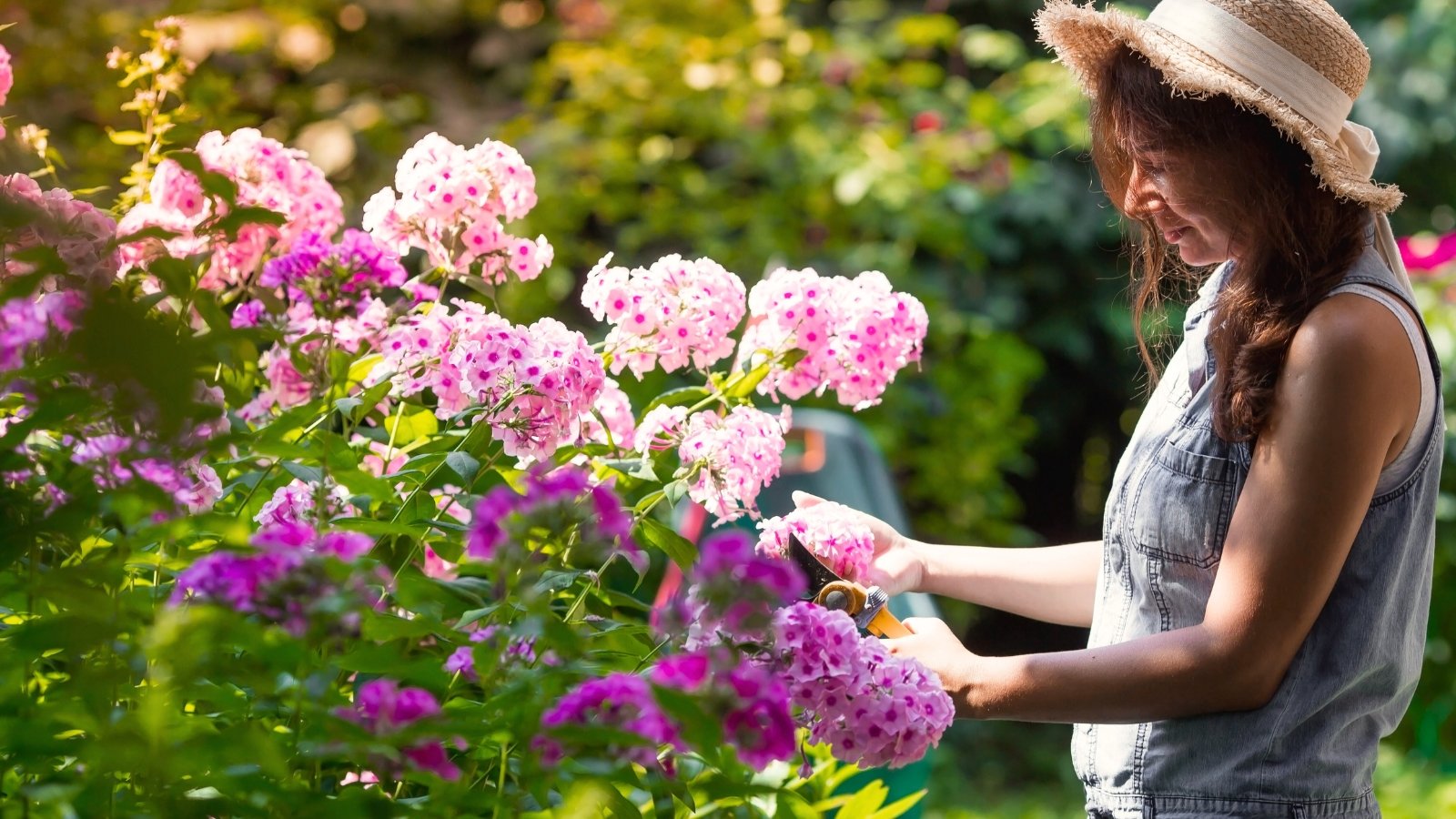 Young female gardener in large straw hat trimming faded summer perennials on blooming plant of soft pink phlox in sunny garden.