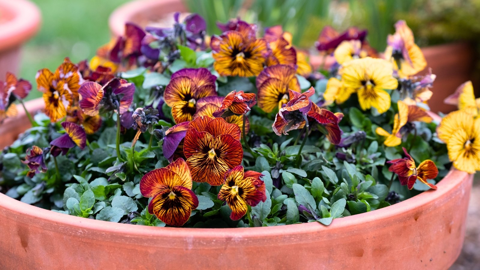 Close-up of vibrant red and yellow textured flowers with intricate veining, ideal for a fall container seed display.