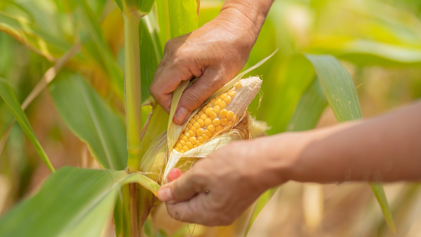 A farmer peels back the top green husk of an ear of corn to inspect the bright yellow kernels for ripeness.