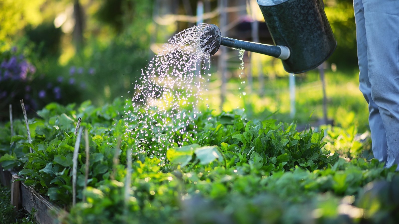 A farmer waters young leafy plants in a garden bed using a large metal watering can in the evening garden.