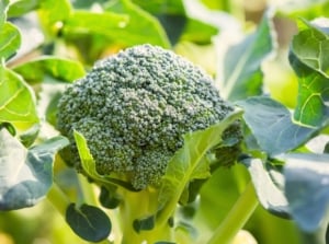 Clustered rosettes of large, textured leaves surround compact, tree-like green centers showcasing one of the fast-growing vegetables for planting in August.