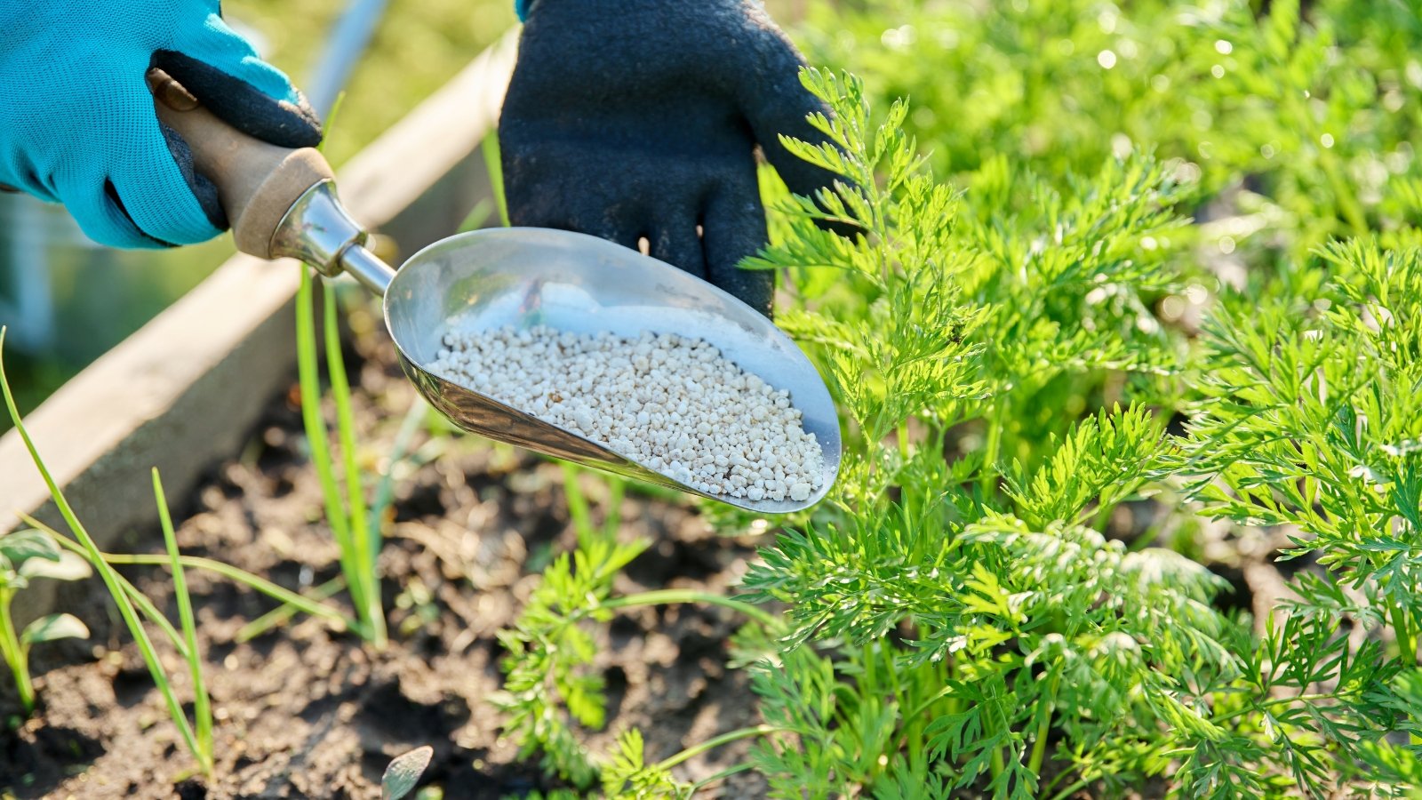 Close-up of gloved hands holding a metal shovel filled with white granulated fertilizer being applied near young carrot plants in a garden bed.