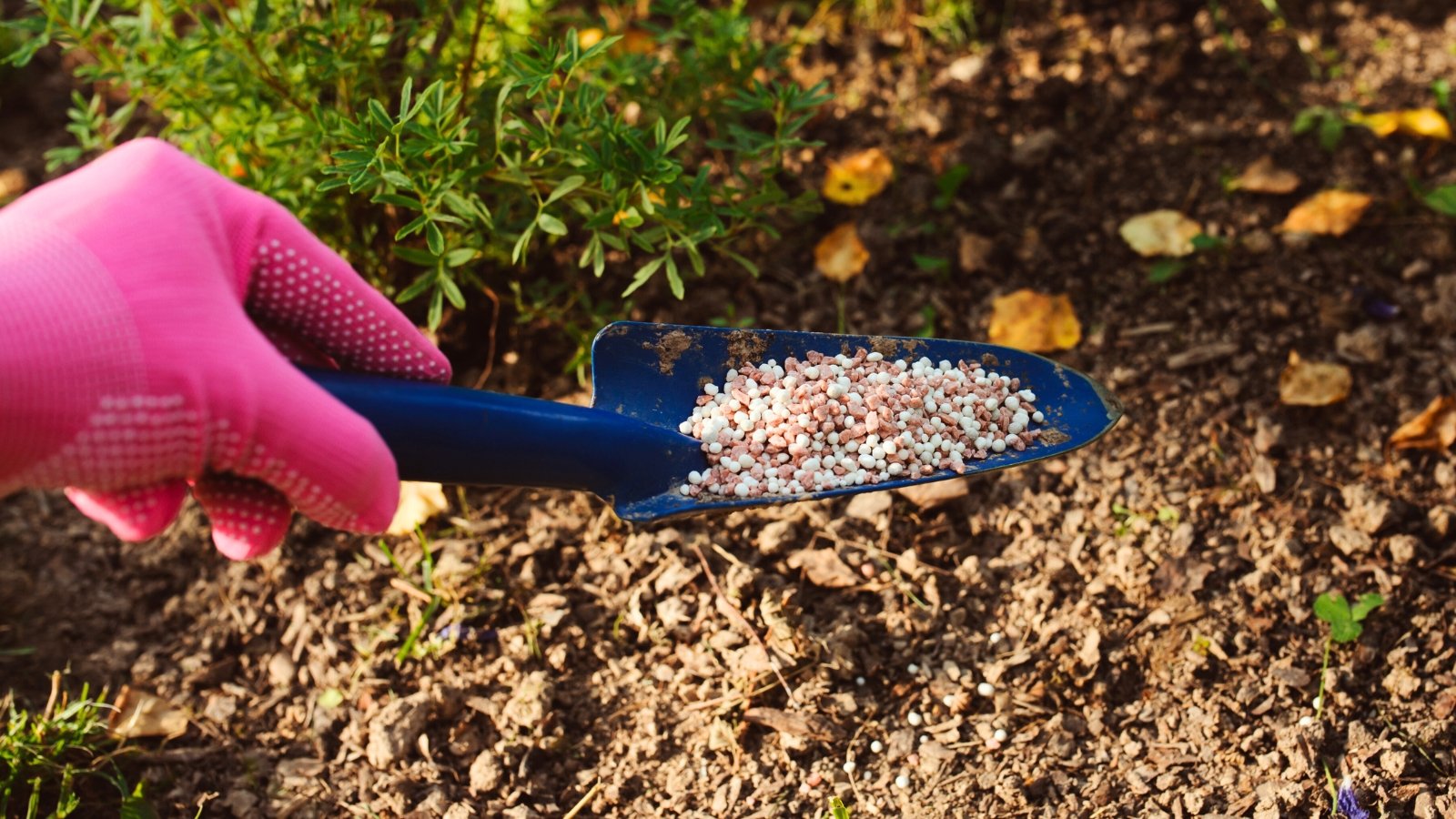 Close-up of a gardener's hand in a pink glove with a blue spatula full of multi-colored granular fertilizers applying them to a flowerbed.
