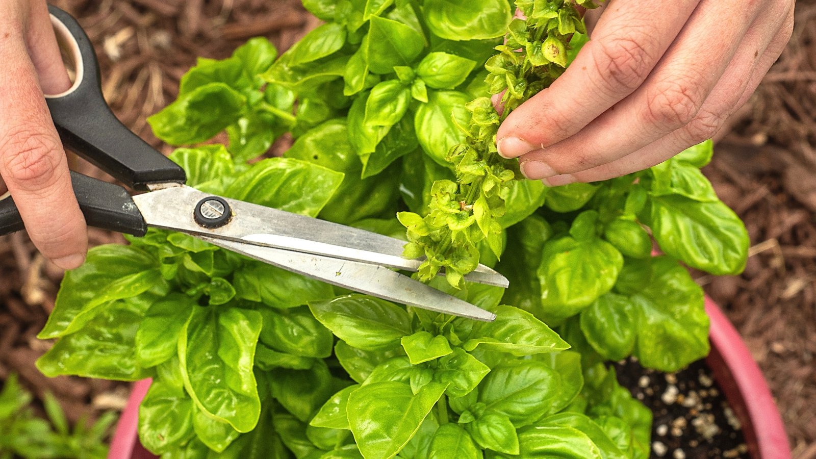 Close up of female hands with scissors trimming a tall flowering basil spike above glossy green foliage growing in a large terracotta pot.