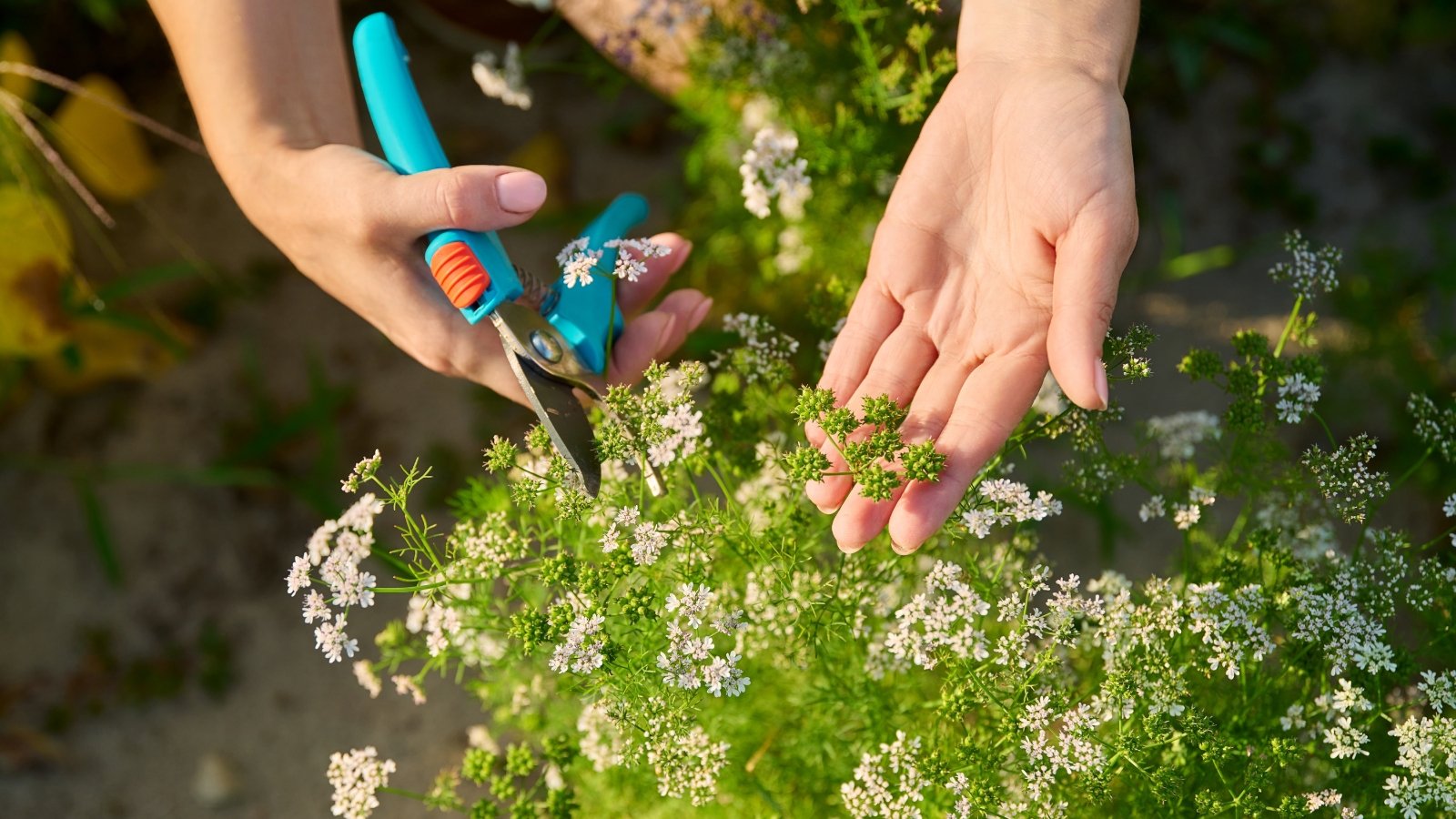 Top view close up of gardener's hands with blue pruning shears cutting young flowering parsley plants with white umbellate inflorescences, in a garden.