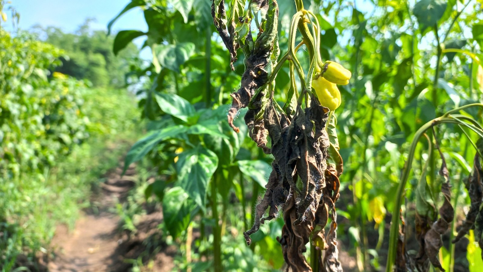 Chili pepper plant showing wilting leaves, browning foliage, and dark lesions near the base of the stem caused by fusarium fungus infection.