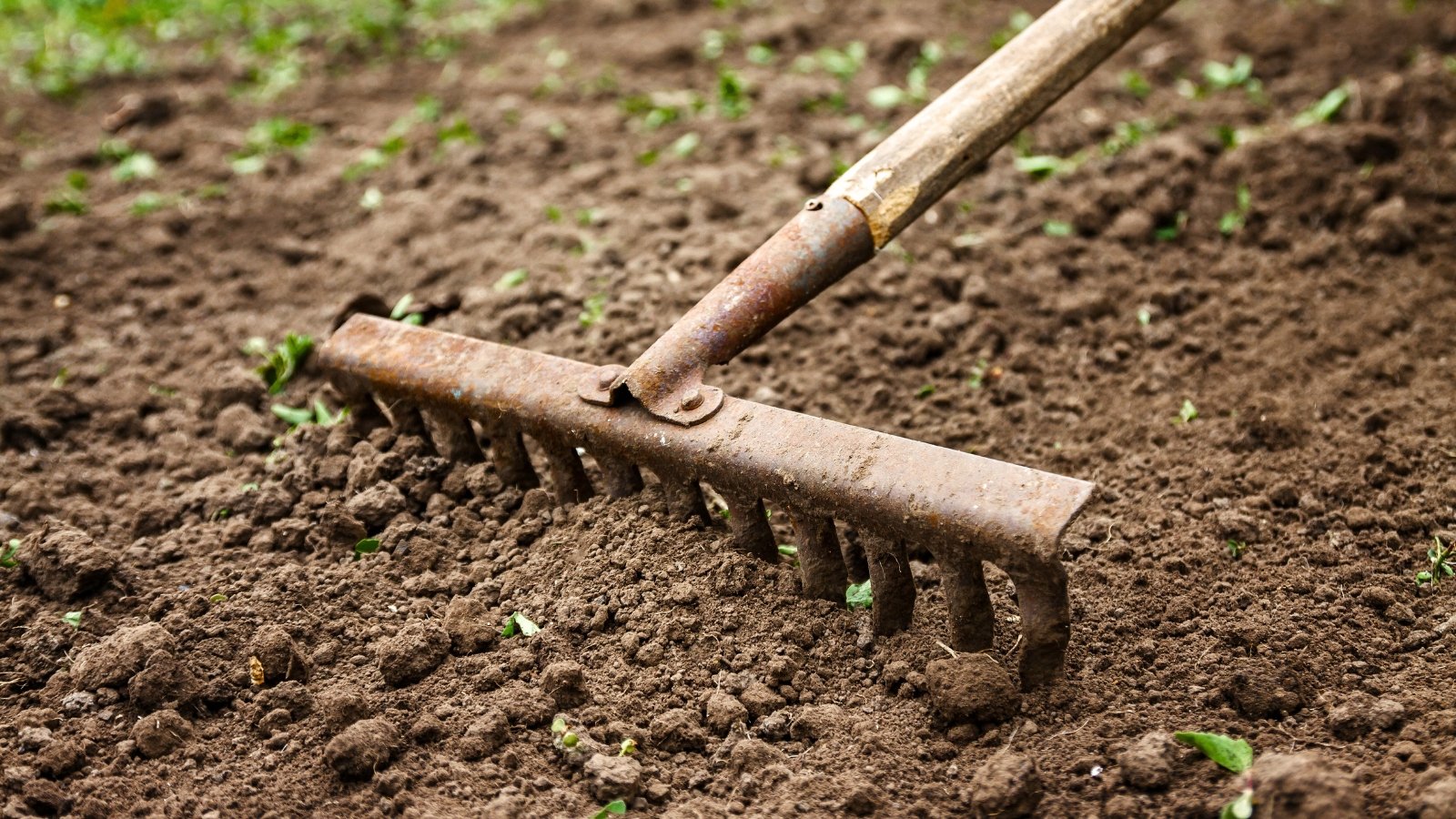 Close-up of an old metal garden rake creating shallow, evenly spaced marks in loose, dark brown soil.
