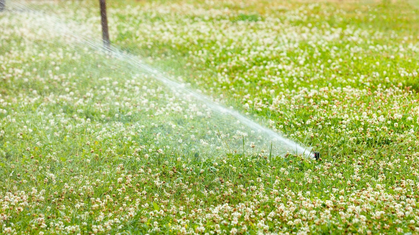 A garden sprinkler sprays a strong stream of water across a sunlit lawn filled with blooming white pompon-shaped flowers and dense green trifoliate foliage.
