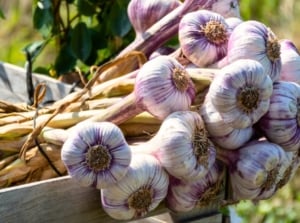 A freshly picked bunch of garlic with rounded white heads streaked with purple and upright dry stems lies in a sunny August garden.